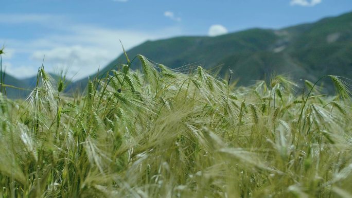 作物 西藏 青稞 收获 秋日美景自然美景