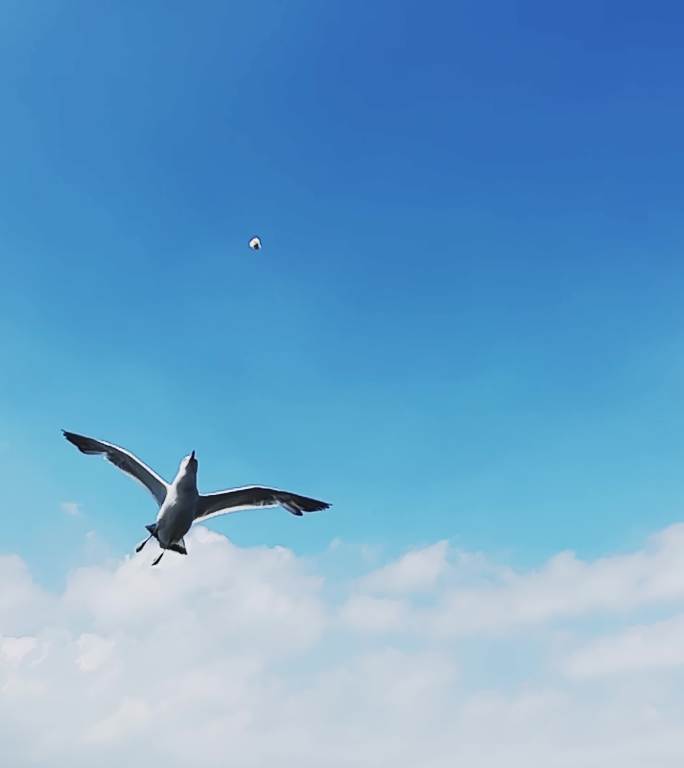 海面上飞翔的海鸥特写投喂鸟大海天空竖版