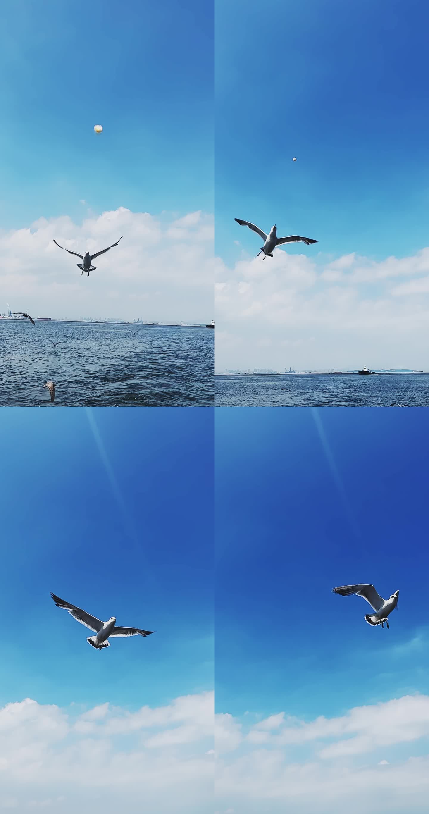 海面上飞翔的海鸥特写投喂鸟大海天空竖版