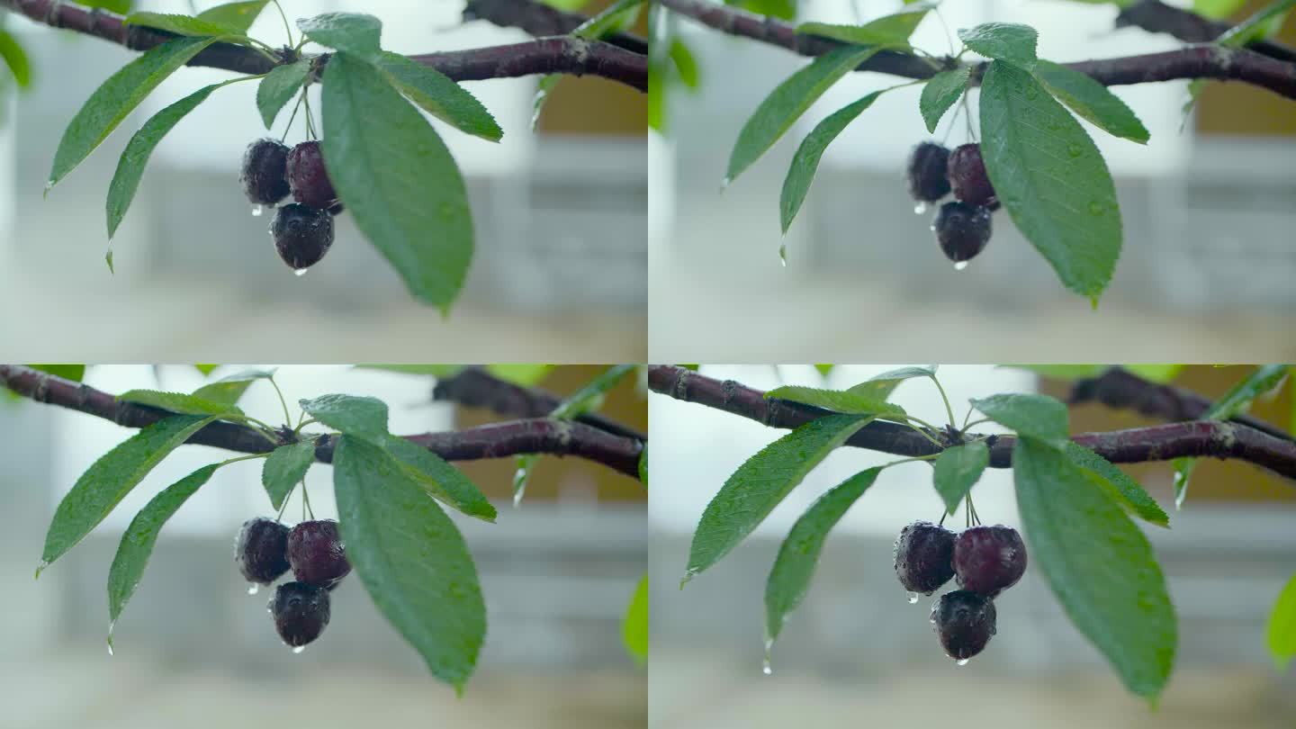 樱桃采摘园 樱桃采摘季节 特写 种植业