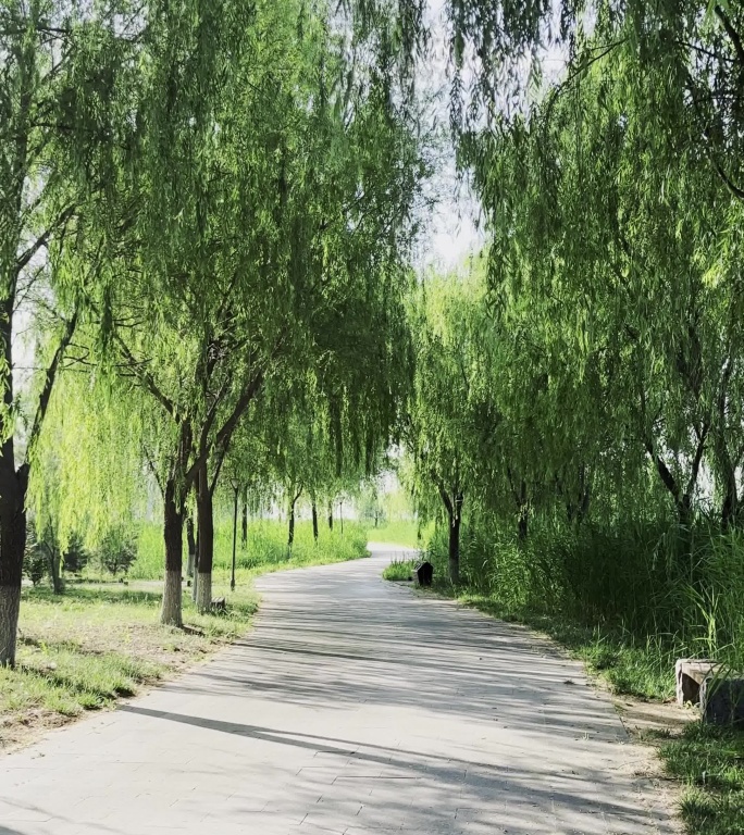 草丛中穿行绿叶植物安静宁静空间自然田地