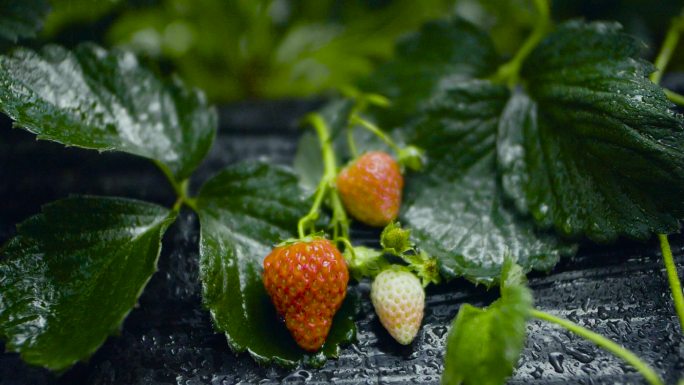 科学研究 蔬菜苗圃农业园采摘园种植基地