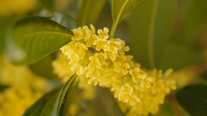 秋天金色的桂花挂满枝头桂花香