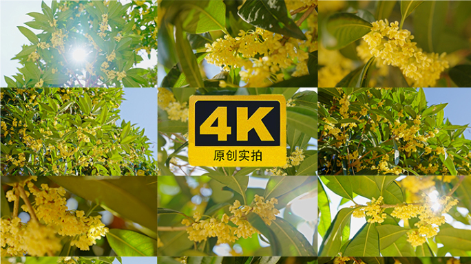 秋天金色的桂花挂满枝头桂花香