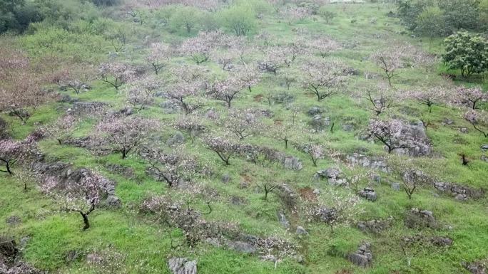 东江湖桃花岛上桃花林（四）