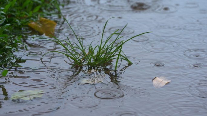 下雨天园林植物