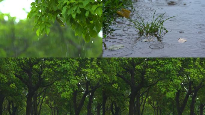 下雨天园林植物