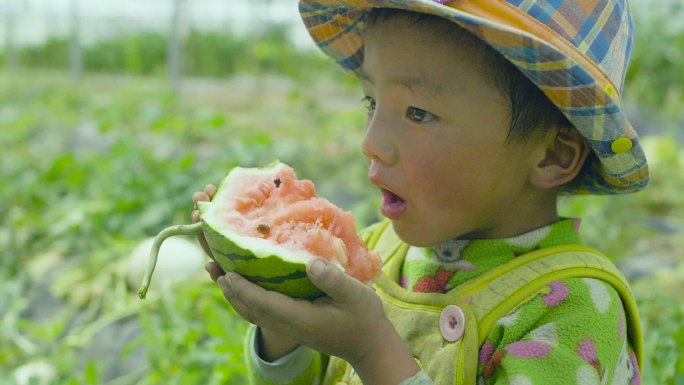 小孩在吃西瓜 小孩子在西瓜地吃西瓜