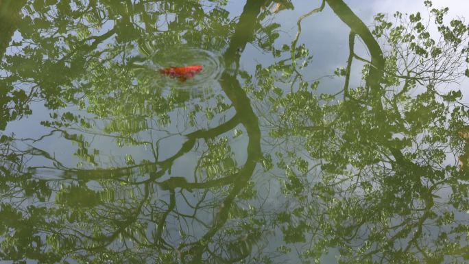 高清实拍春天故宫御花园鲤鱼池里的游鱼