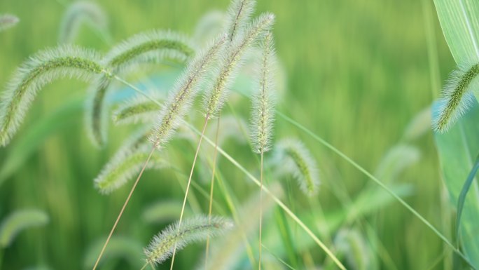 小草随风飘动