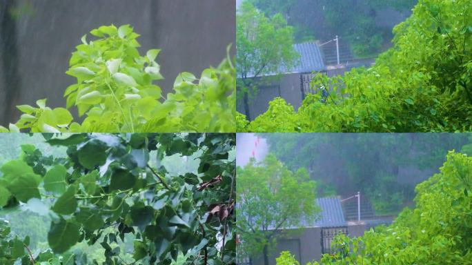 城市下暴雨下雨天雨水雨滴唯美植物树叶子树