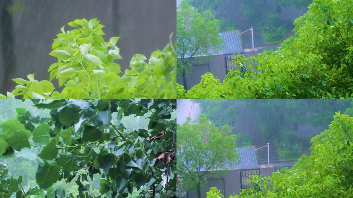 城市下暴雨下雨天雨水雨滴唯美植物树叶子树