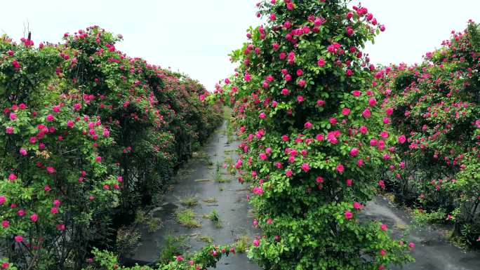 航拍月季花玫瑰花海春天秘密花园