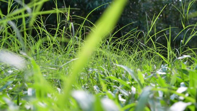 4K升格实拍，推镜阳光下广州天河公园草地