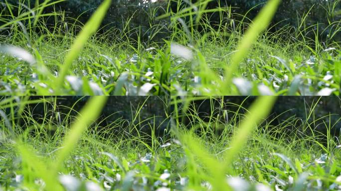 4K升格实拍，推镜阳光下广州天河公园草地