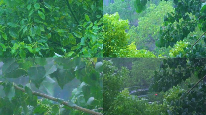 城市下暴雨下雨天雨水雨滴唯美植物树叶子树