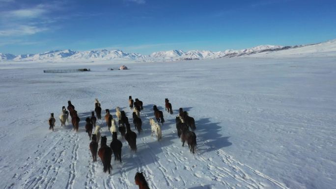 冬季草场 奔跑马匹 蒙古包