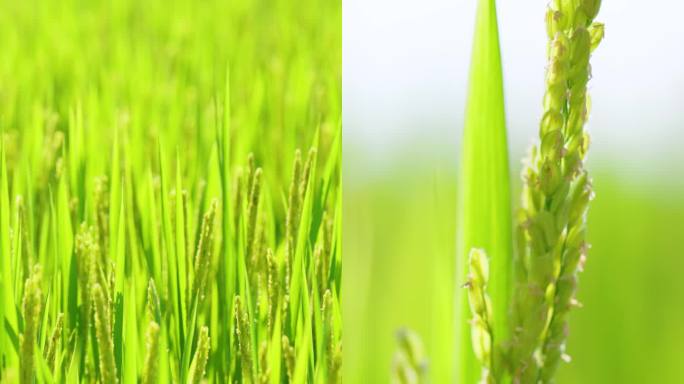 【4K竖屏】水稻 育穗  绿色种植
