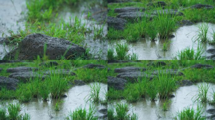 风雨湿地