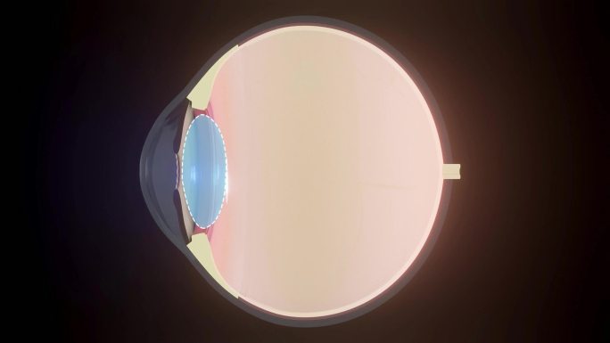 眼球结构近视动画科普解析眼睛晶状体视网膜