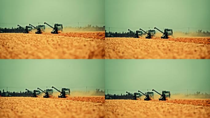 小麦农业麦田麦子麦穗农业农田丰收麦田粮食