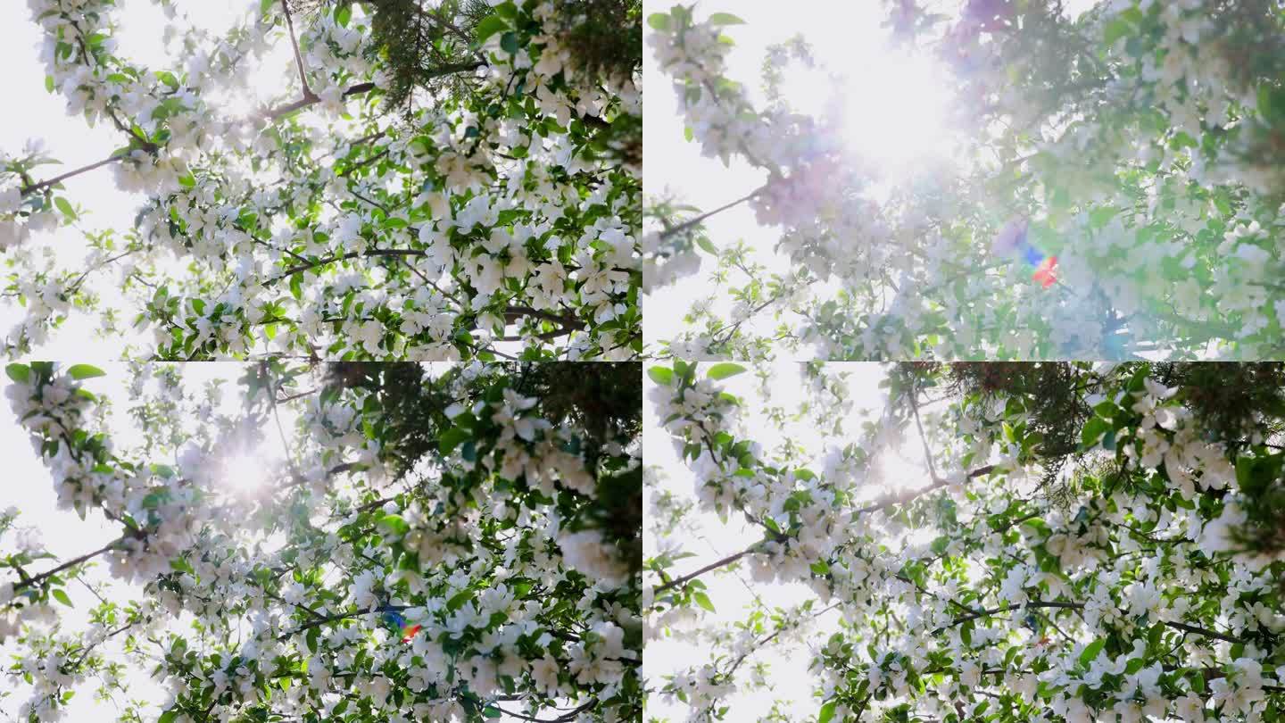 高清实拍春天故宫的海棠花