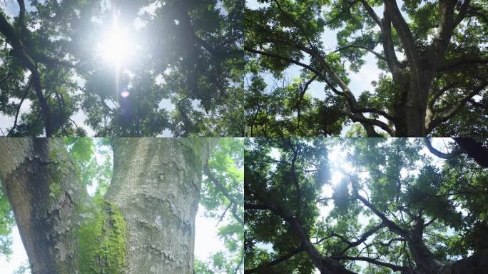 逆光透过树叶 树叶 阳光 夏天树叶 绿叶