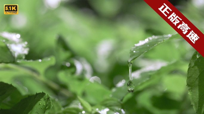 5K-户外树叶滴水，一滴水