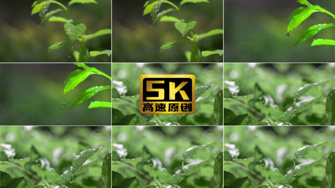 5K-户外树叶滴水，一滴水