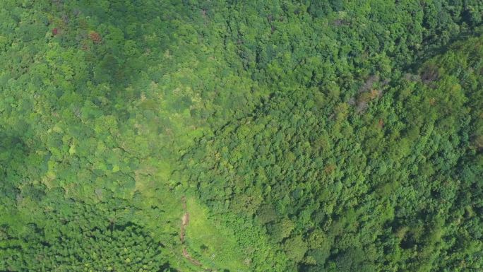 田园风光、山间大森林