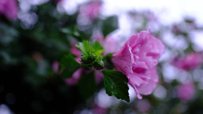 木槿花 雨后的花朵