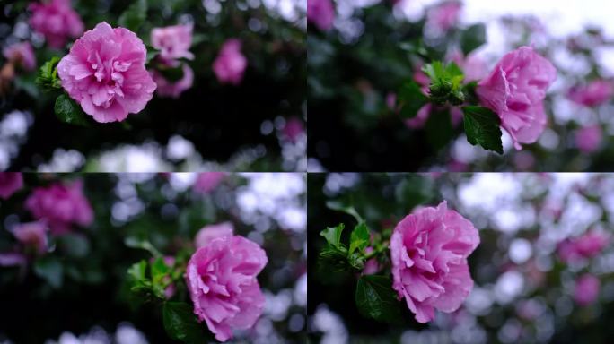 木槿花 雨后的花朵