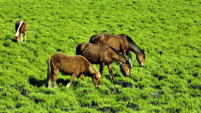 草原上马吃草