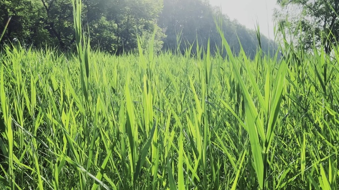 草丛中穿行绿叶植物安静宁静空间自然田地