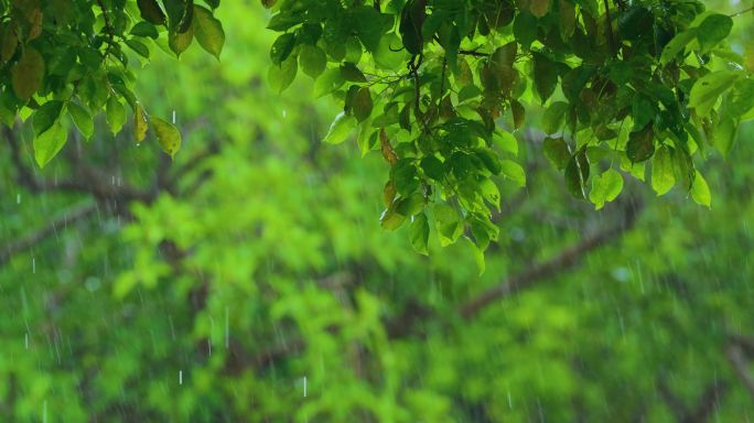 公园雨景