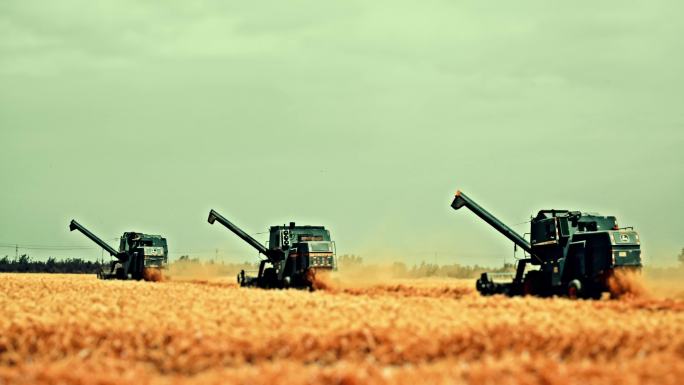 小麦农业麦田麦子麦穗农业农田丰收麦田粮食