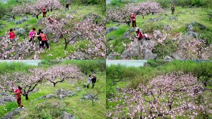 东江湖桃花岛上桃花林赏桃花