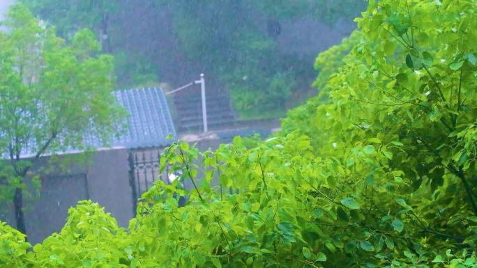 城市下暴雨下雨天雨水雨滴唯美植物树叶子树