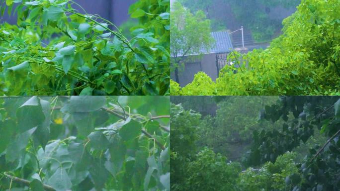 城市下暴雨下雨天雨水雨滴唯美植物树叶子树