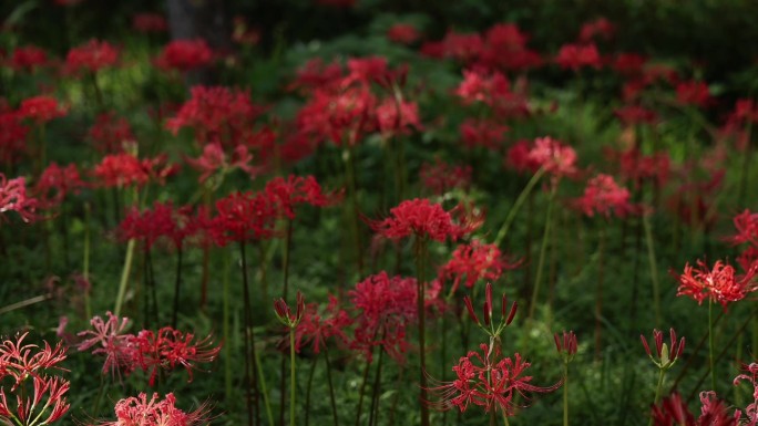 彼岸花，曼珠沙华