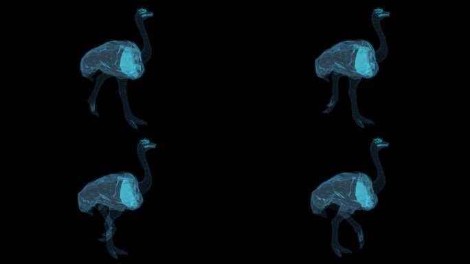 鸵鸟 走路奔跑鸟类非洲鸵鸟蛋恐龙鸟群翅膀