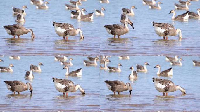 湖边成群的鸭子在戏水4K