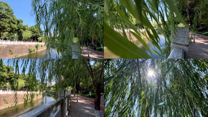 河边垂柳柳树4K
