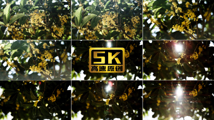 5K-阳光透过桂花，清晨的桂花树