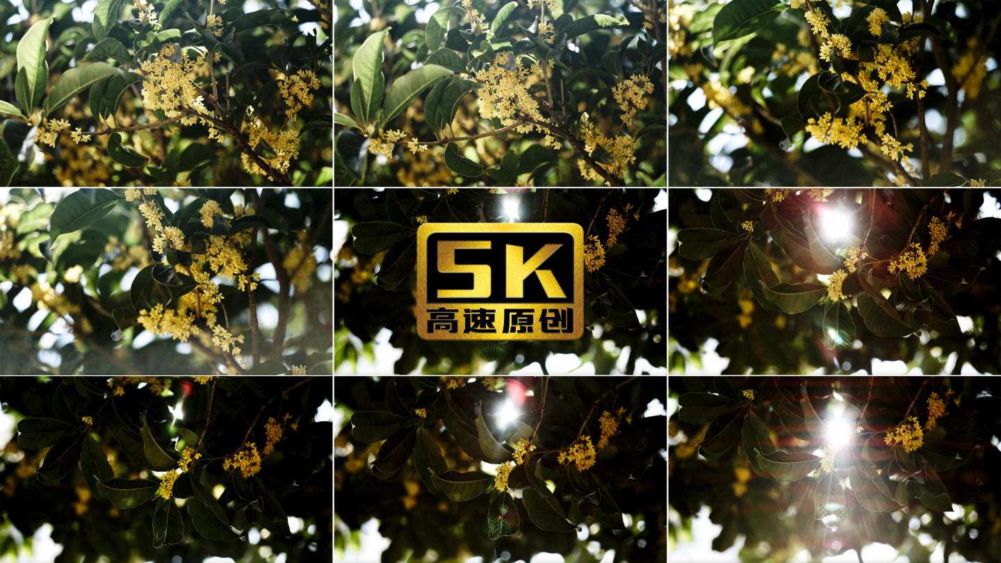5K-阳光透过桂花，清晨的桂花树