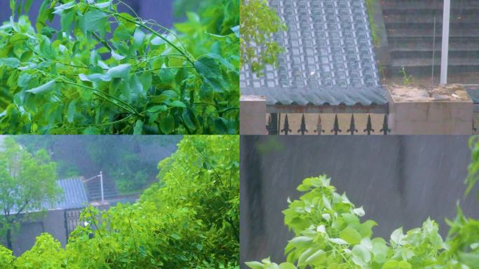 城市下暴雨下雨天雨水雨滴唯美植物树叶子树