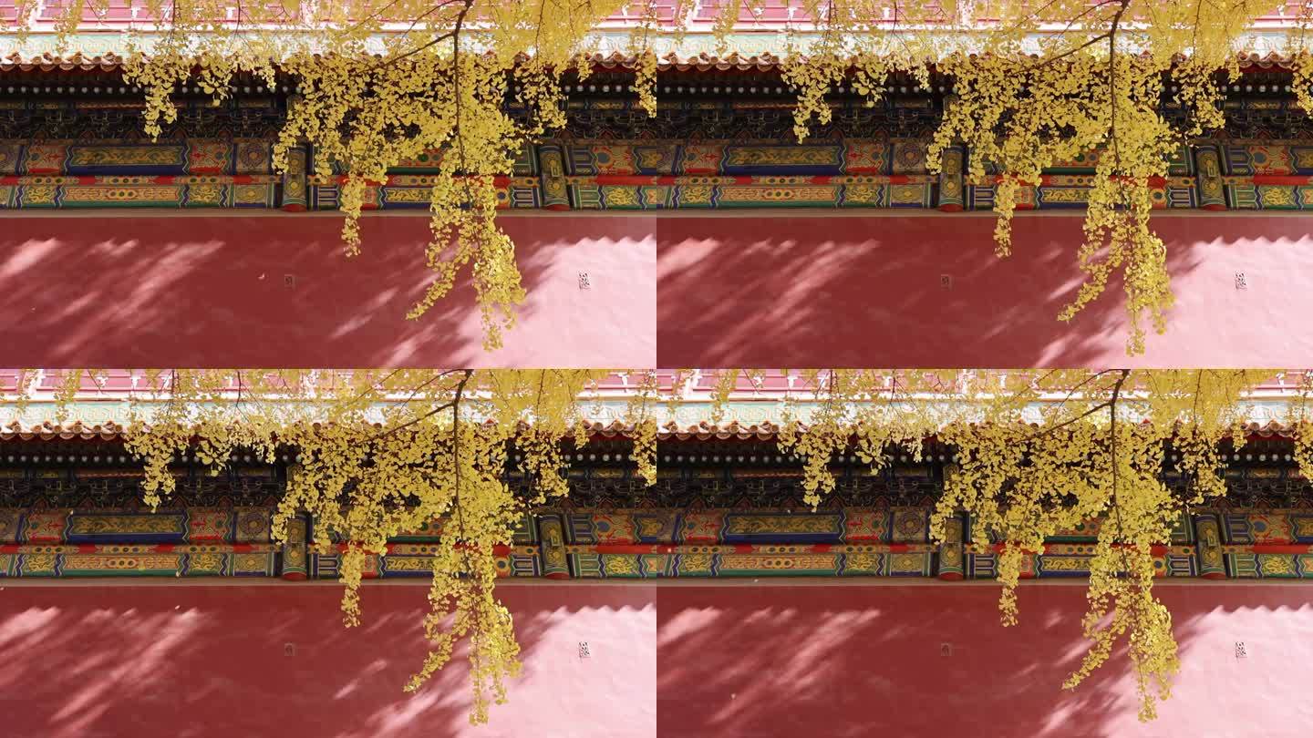 高清实拍秋天故宫银杏和红墙