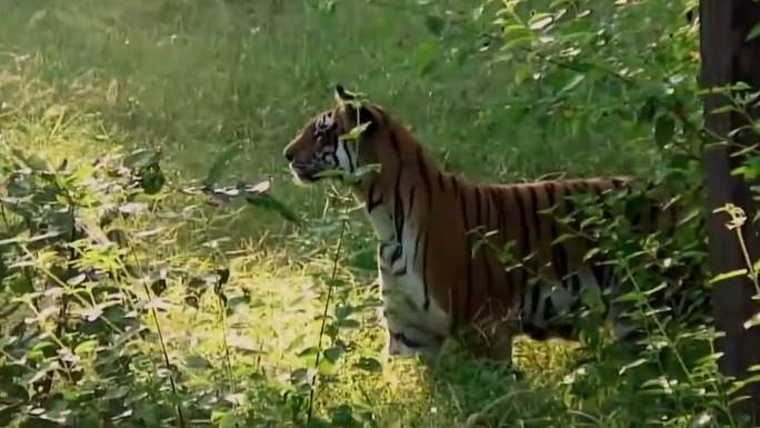 野生老虎记录视频资料_猛虎捕食