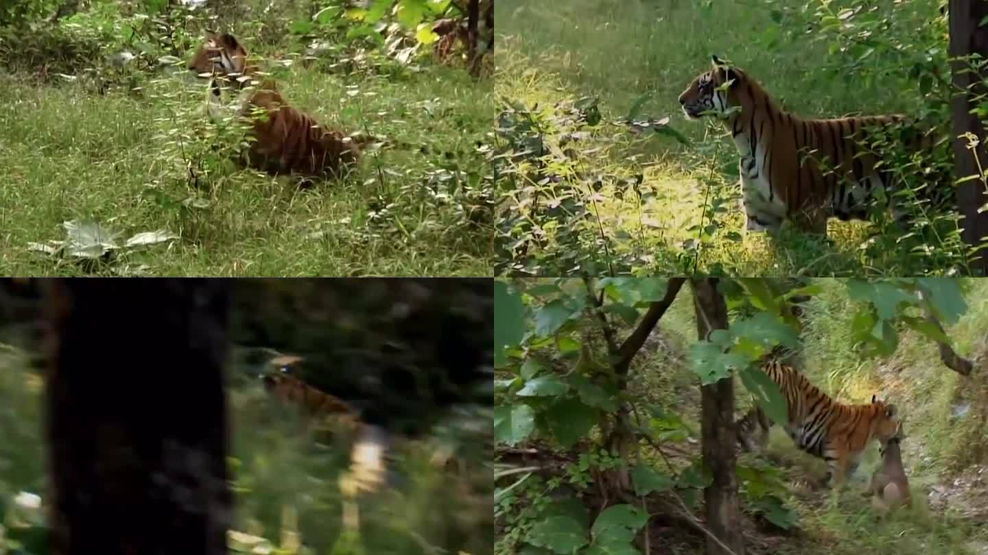 野生老虎记录视频资料_猛虎捕食