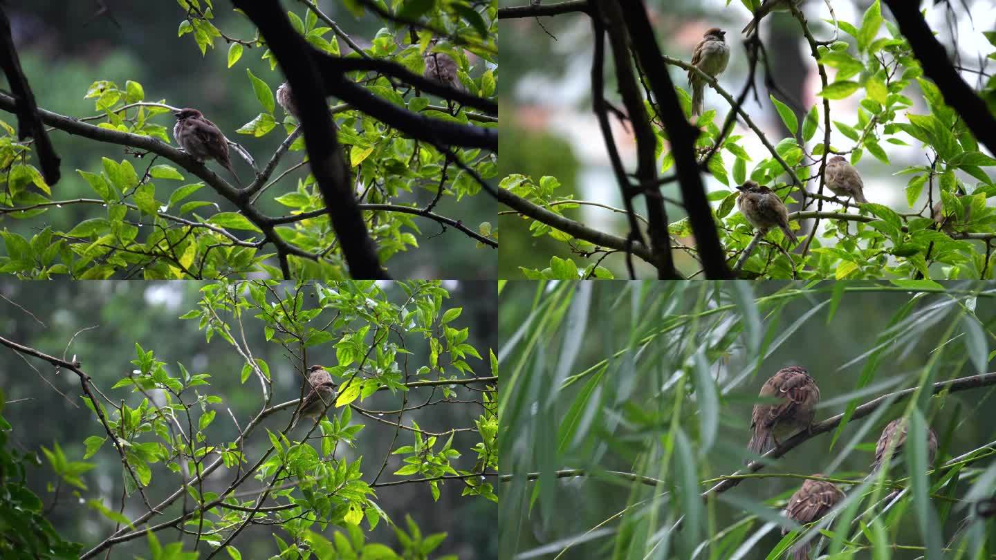 雨后树梢上的麻雀